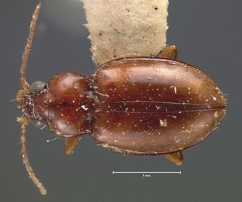 Media type: image;   Entomology 5581 Aspect: habitus dorsal view